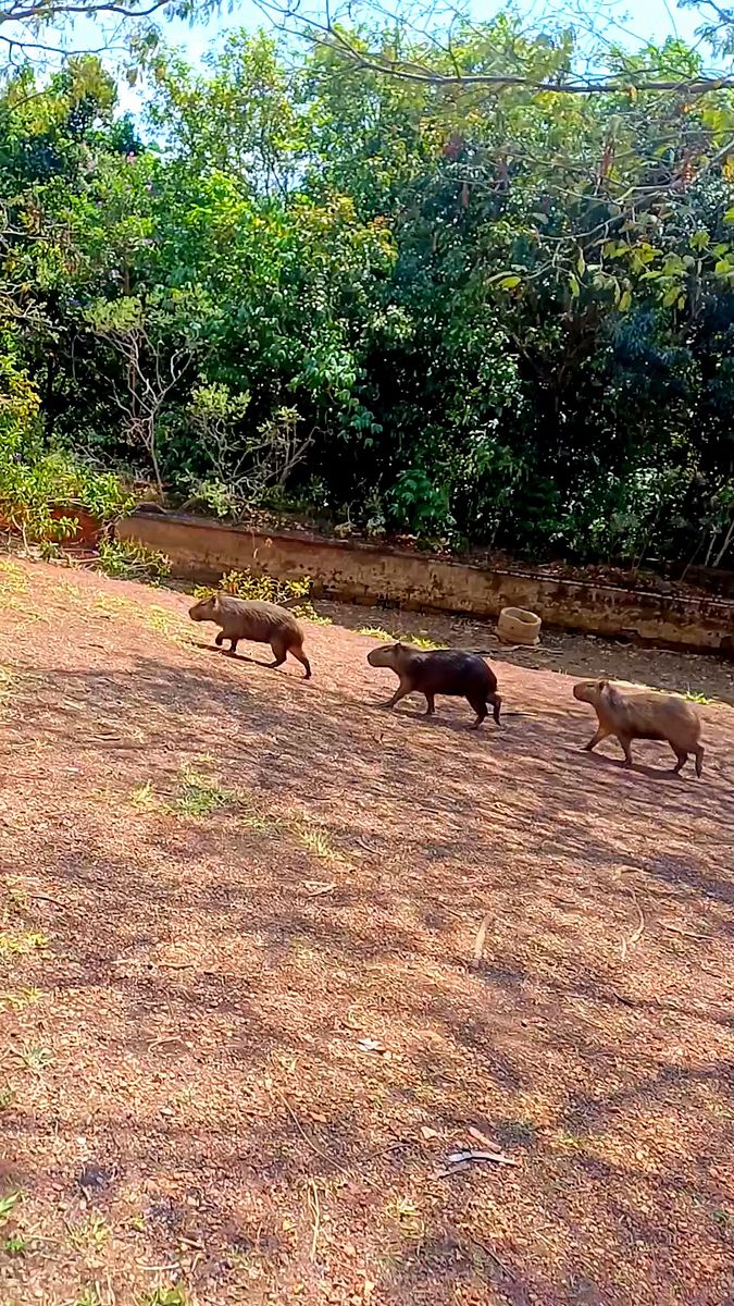 path of the angry capybaras
