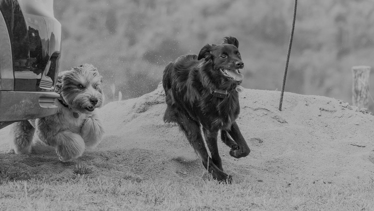 the chase