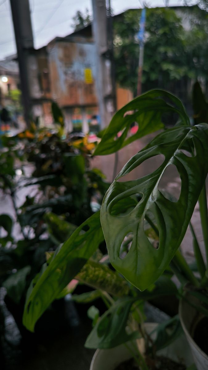 Hollow plant