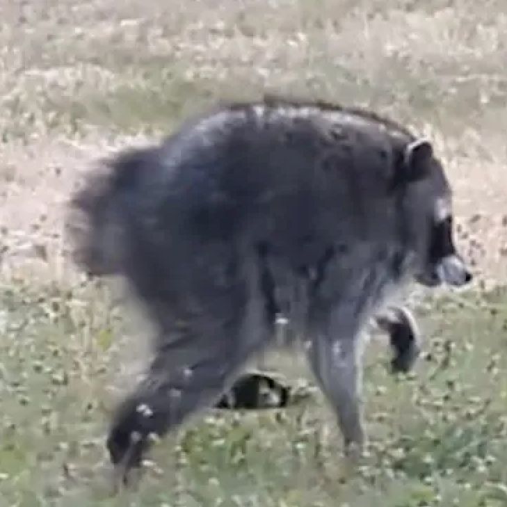 Jimothy the racoon