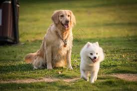cuidog2