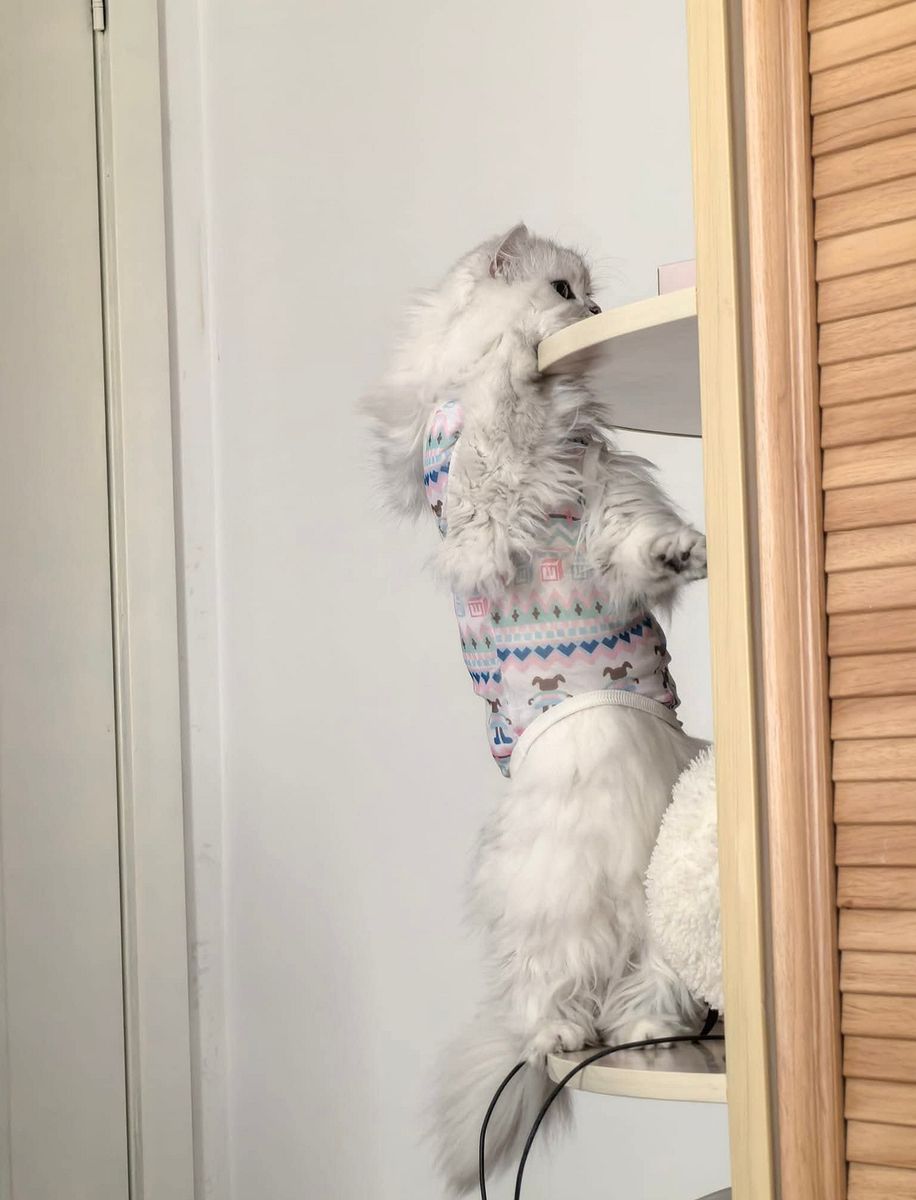 攀岩小猫