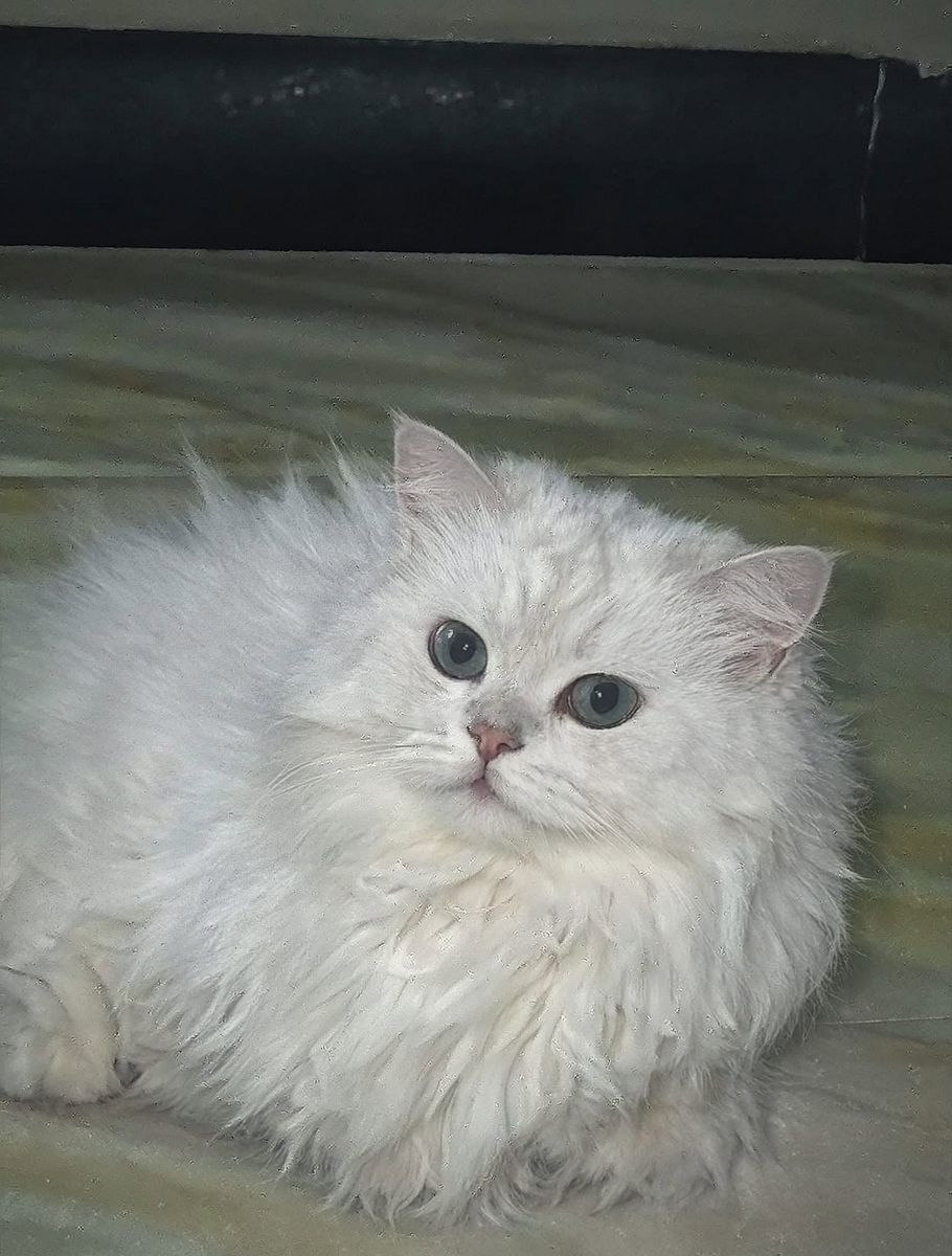 A kitten doesn't have to do a thing to make people absolutely crazy about it