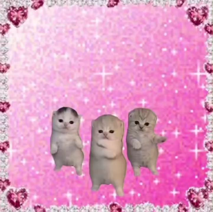 love see this cats video 😸