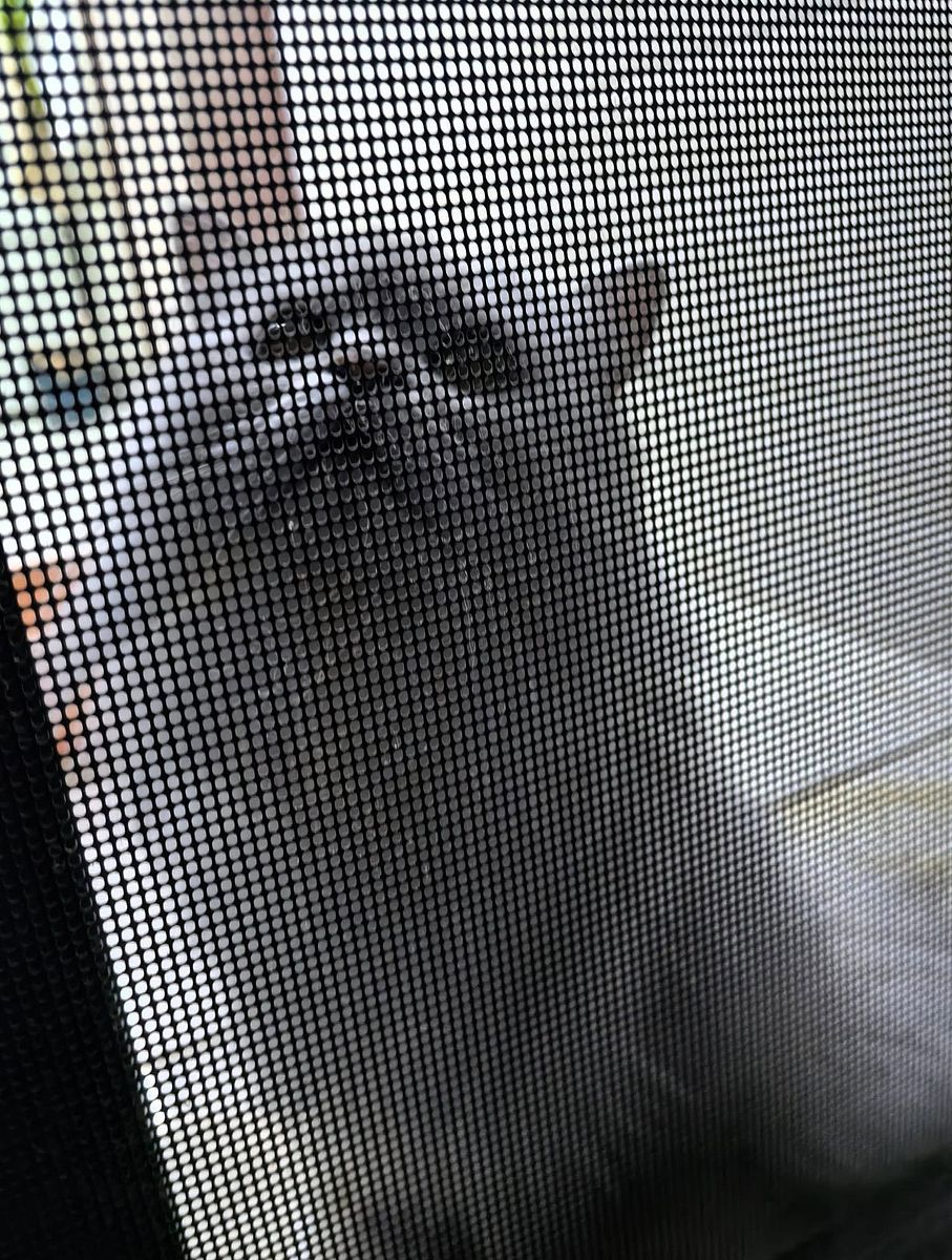 The kitten was trapped behind the screen, gazing out longingly