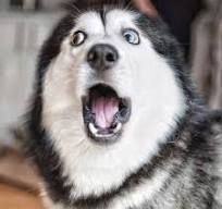cuidog