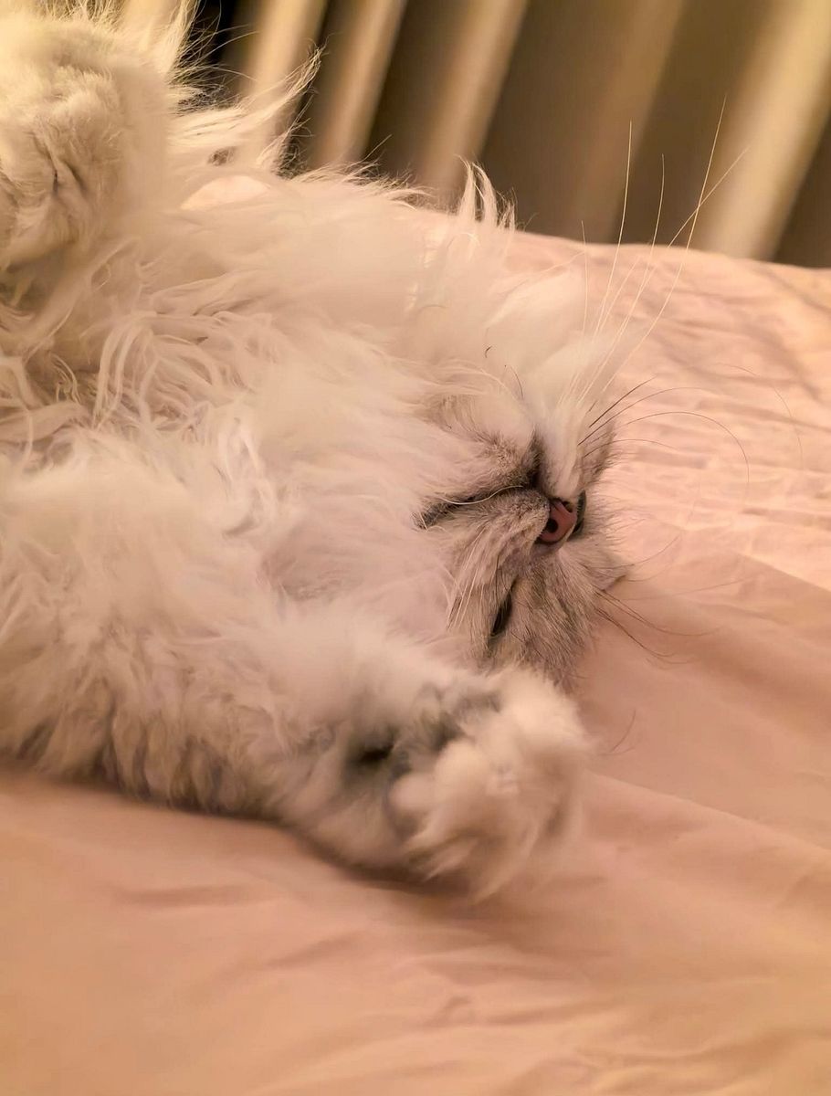 Can kittens sleep lying down ?