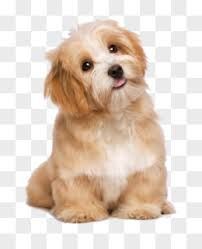 cuidog1