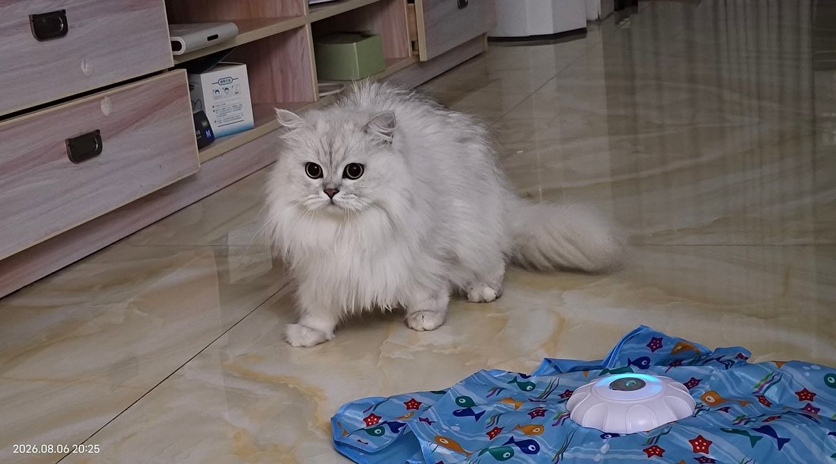 虎虎生威的猫