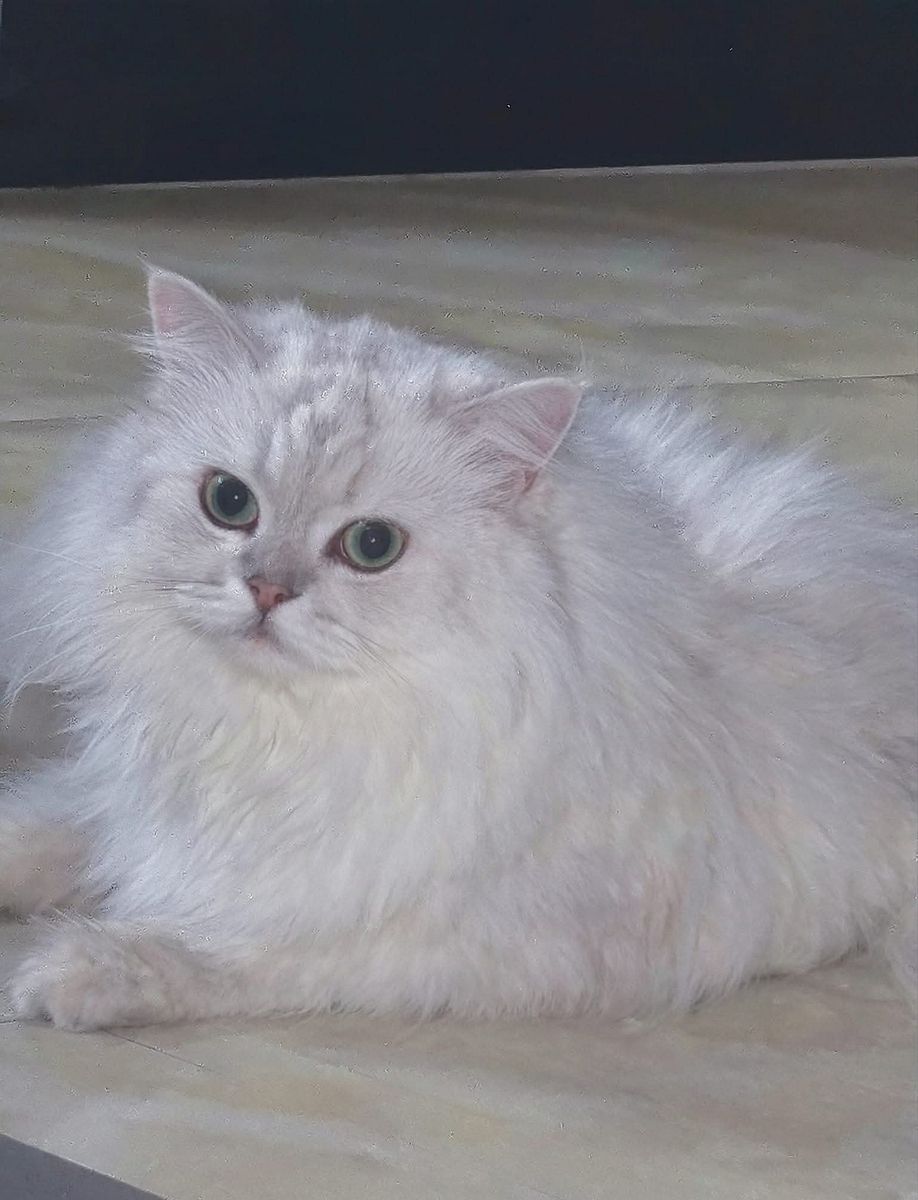 😼🌸